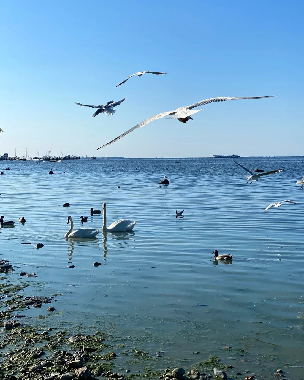 Лебеди и чайки на воде